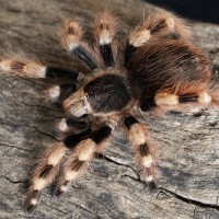 Nhandu coloratovillosus Mature Female