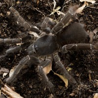 Hysterocrates gigas Mature Female