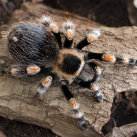 Brachypelma hamorii Juvenile Female