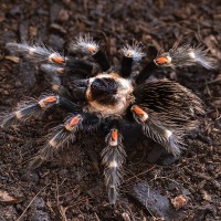 Brachypelma auratum Juvenile