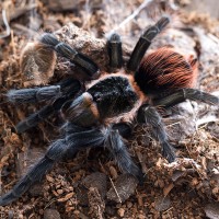 Brachypelma sabulosum Mature Female