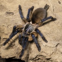 Monocentropus balfouri Mature Female