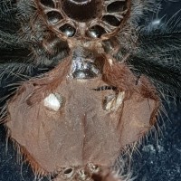 Grammostola Iheringi