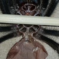 Grammostola Iheringi