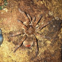 goliath birdeater tarantula