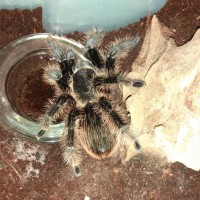 Brachypelma albopilosum