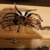 Grammostola pulchripes molt