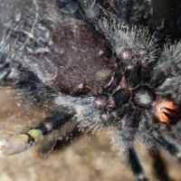 Avicularia metallica sexing help?