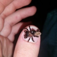 Thumb sized spider with a mountain sized bite