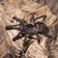 Avicularia pucallpa sling