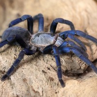 Cyriopagopus lividus - Cobalt Blue