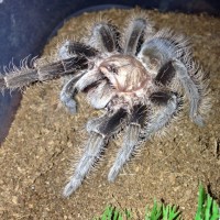 B. albopilosum Hobby Feeding