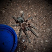 0.1 Grammostola pulchra