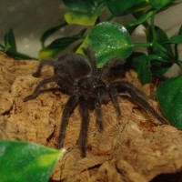 Grammostola pulchra