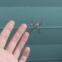 Large Orb Weaver