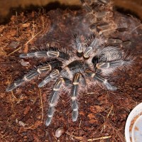 G.pulchripes