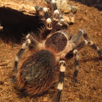 A. geniculata