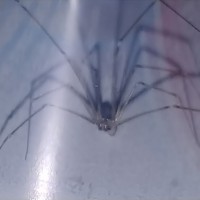 Cellar Spider