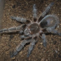 Grammostola sp. Concepcion Juvenile Male