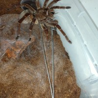 0.1 T. stirmi and her new pair of 10" tongs