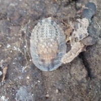 Nature Adventure 6 (Armoured Burrowing Roach)