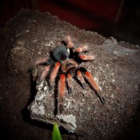 0.1 Brachypelma boehmei