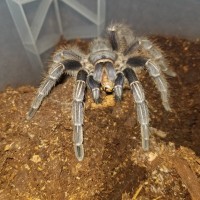 Aphonopelma sp. Guatemala?