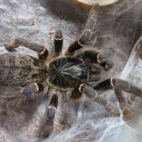 C. meridionalis, juvenile female