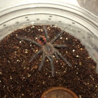 Pamphobeteus sp. ‘manabi’