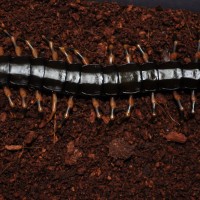 Scolopendra hainanum