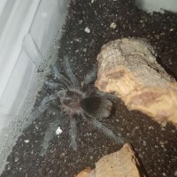 G. pulchra sling