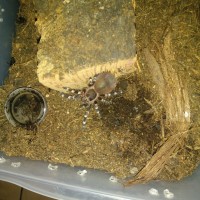 A. geniculata named "Bingo"