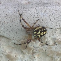 Unknown spider??