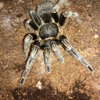 Aphonopelma Seemanni