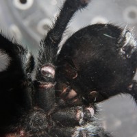 MM G. pulchra