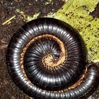 Skeleton legged millipede