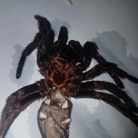 B albopilosum 3.5inches