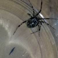 True spider ID?