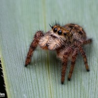 Salticidae sp.