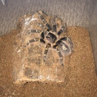 G. Pulchripes