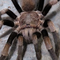 H. himalayana, AF