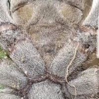 Heteroscodra Maculata