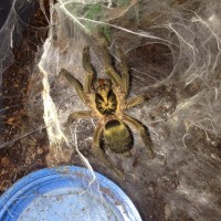 N. incei Feeding