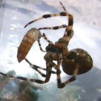 A. diadematus Wrapping Mealworm