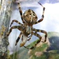 A. diadematus With Dinner