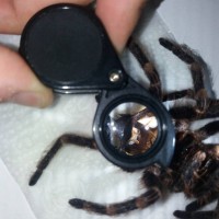 Female Acanthoscurria geniculata