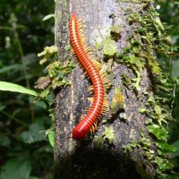 Another one from Borneo!