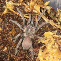 C. Tropix after moulting