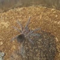 1" G. Pulchra