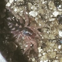 1/8" Hapalopus sp. Colombia sling